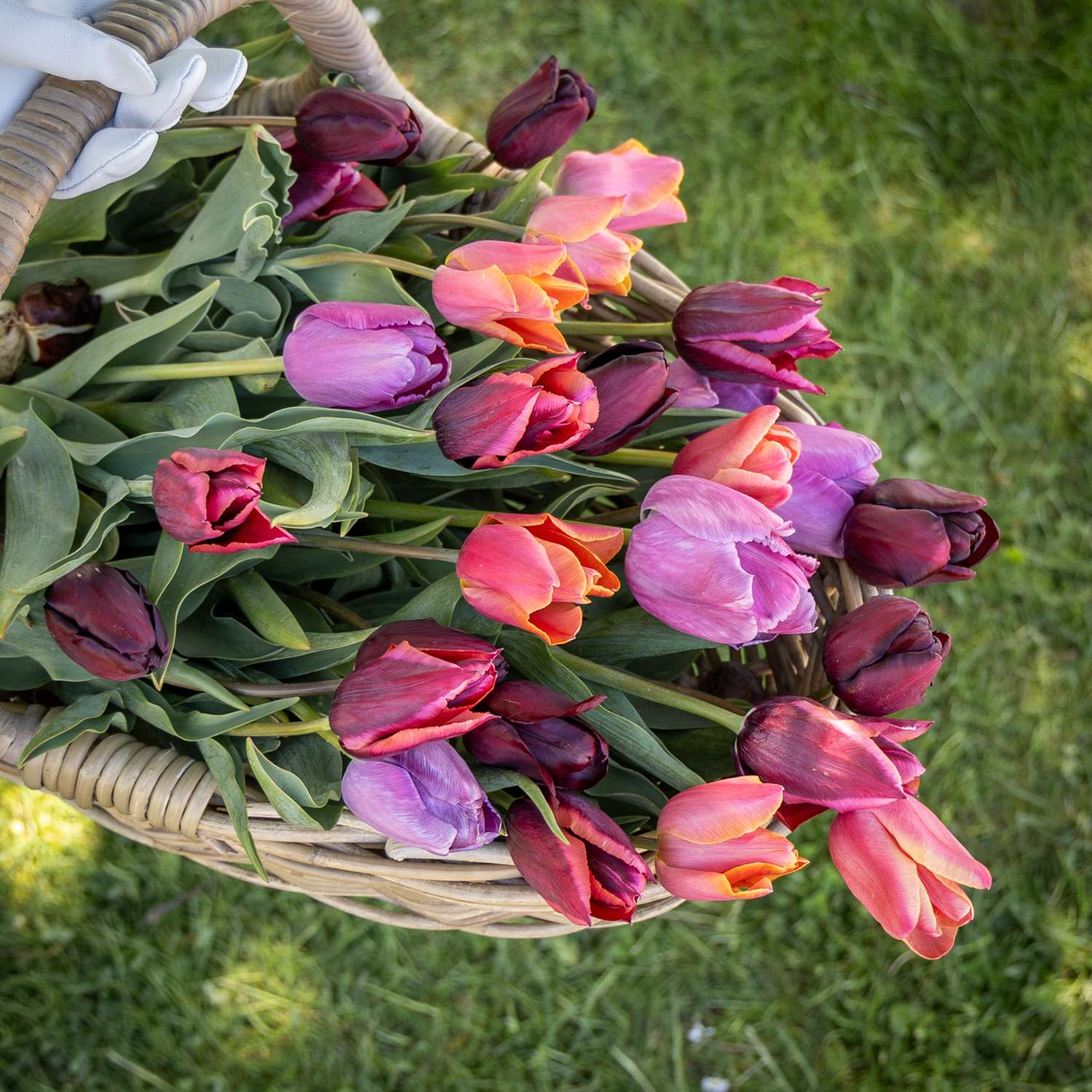Tulpen-Mischung 'Spice Market'